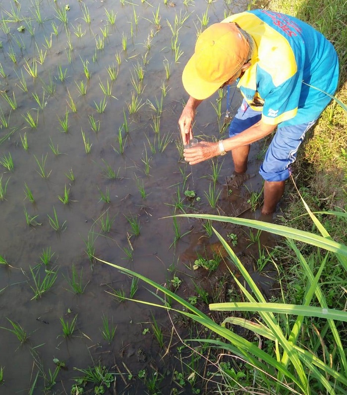 Manfaat Kunyit Untuk Deteksi Keasaman Tanah Pertanian | kagama.co | Majalah  Kagama Online