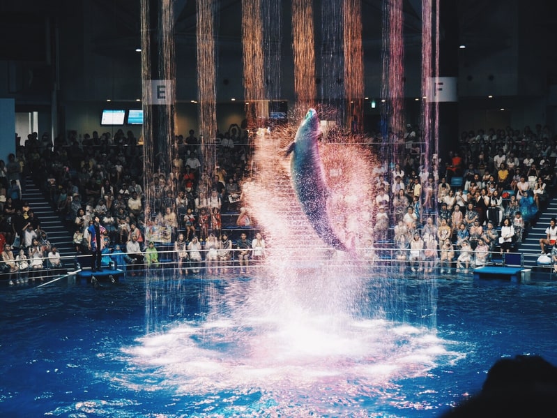 東京都内にある9つの水族館まとめ。バリアフリー情報付き