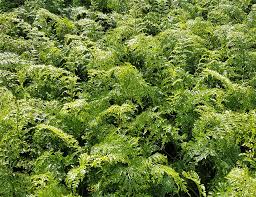 ASPLENIUM BULBIFERUM