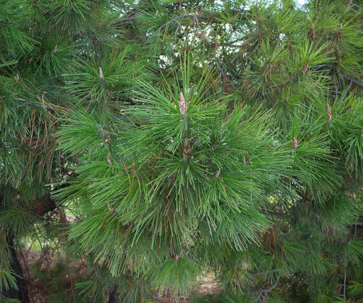 PINUS RADIATA