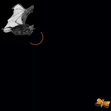 Bat Sonar Echolocation