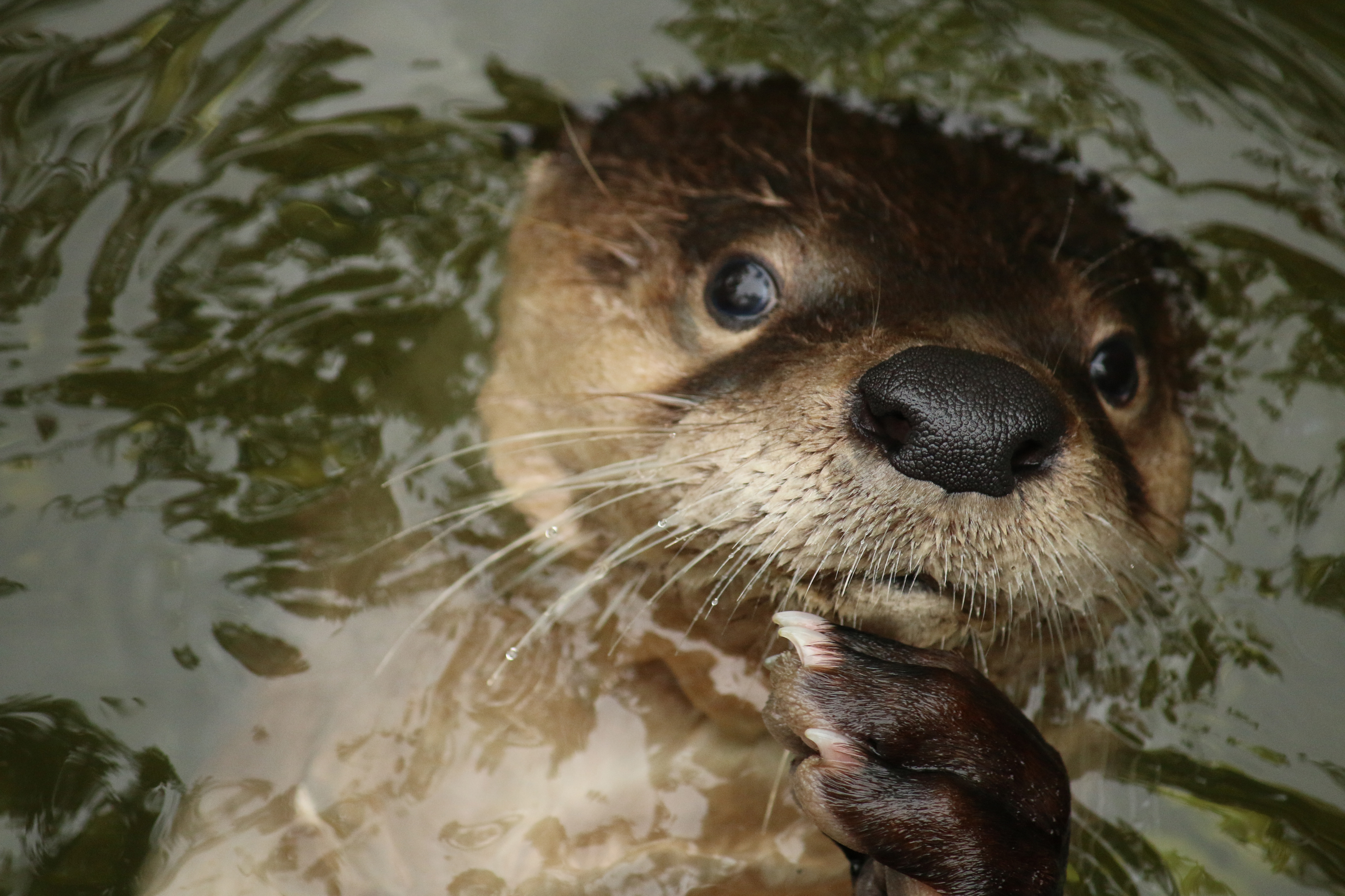 North American River Otter 2014
