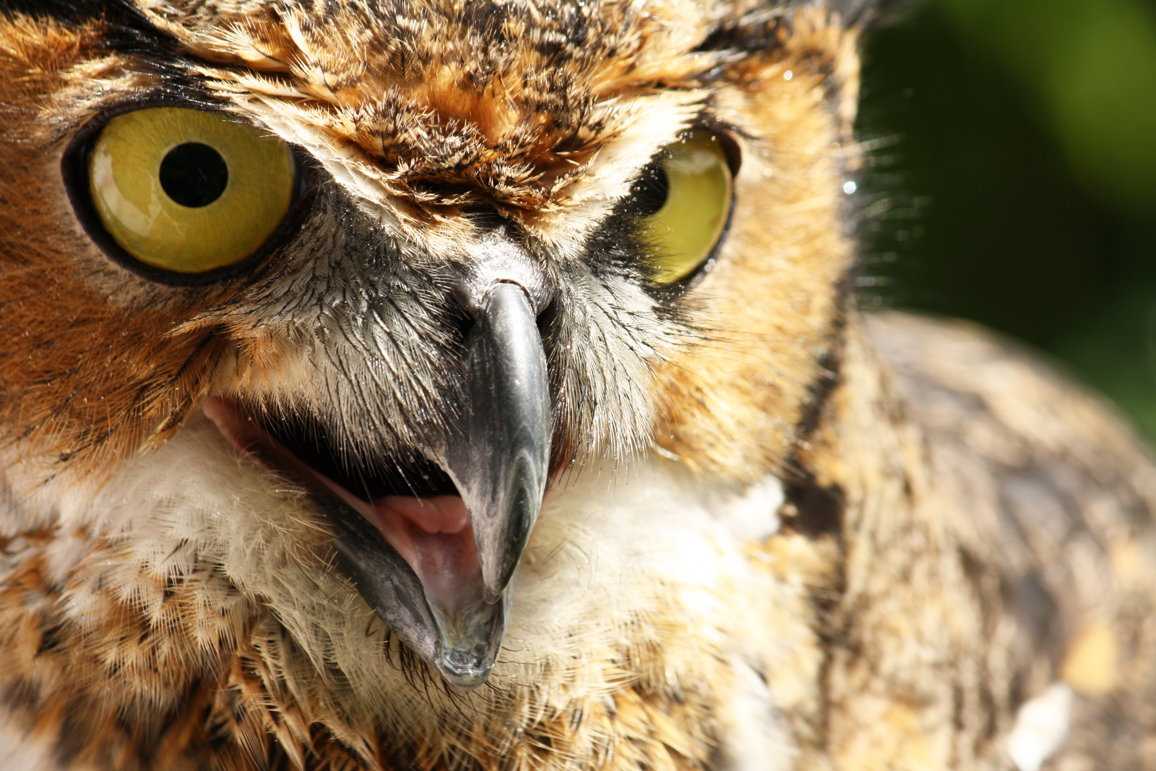 A Great Horned Owl, under the care of Rebecca Lessard, acts as an educational ambassador for his species at the Wings of Wonder Raptor Sanctuary in Empire, Michigan on Sunday, June 16, 2013.