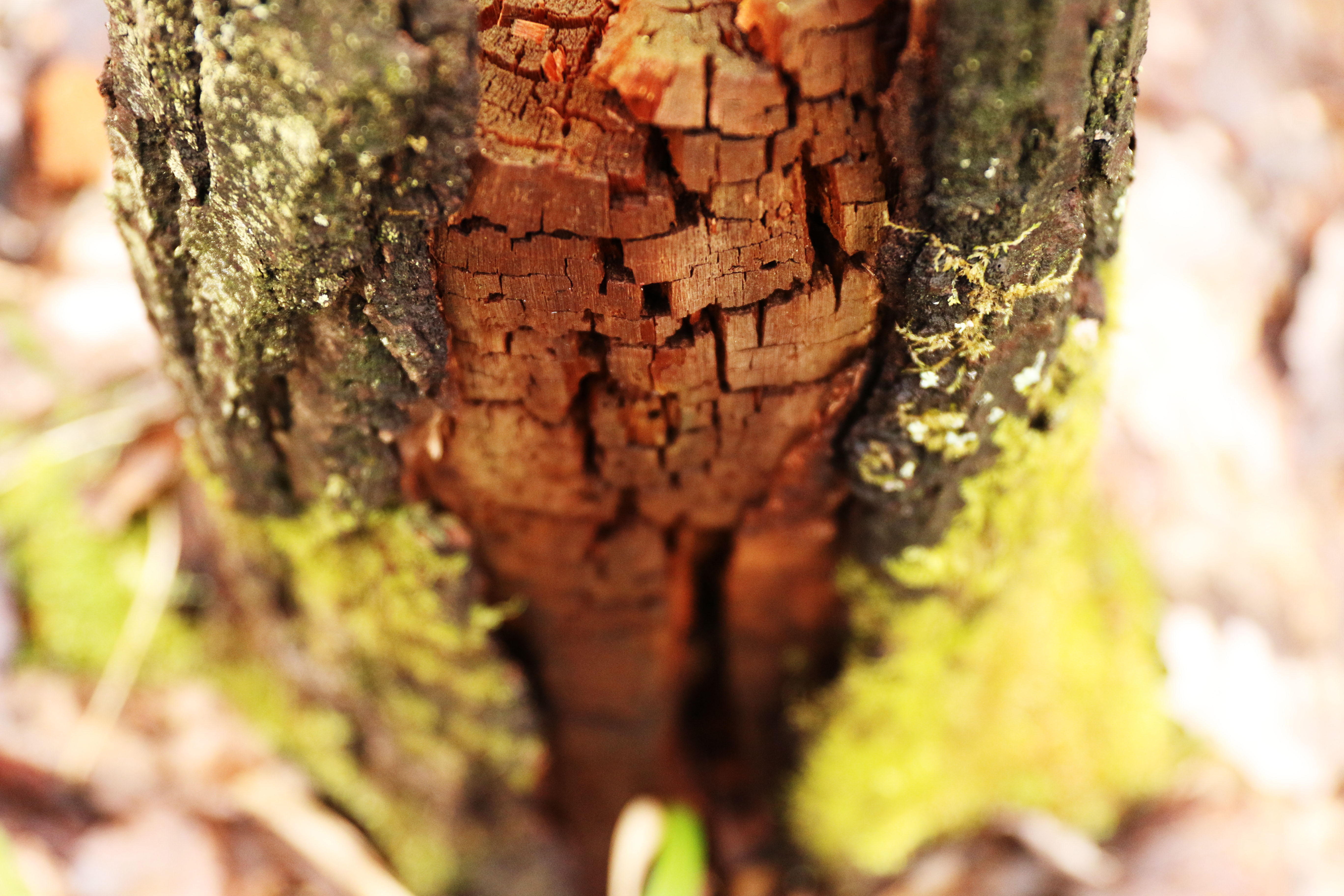 A moss covered Log rests in Harrison, Michigan. 2014
