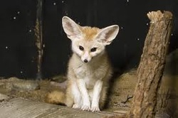 Animals that live in the region include brown hyenas, lions, meerkats, giraffe, warthogs, jackals and several species of antelope (including the eland, gemsbok, . Animals B Kalahari Desert A H