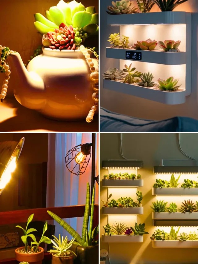 luz-artificial-para-suculentas-1