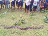 Odisha 10 Feet Long Python Rescued In Keonjhar District