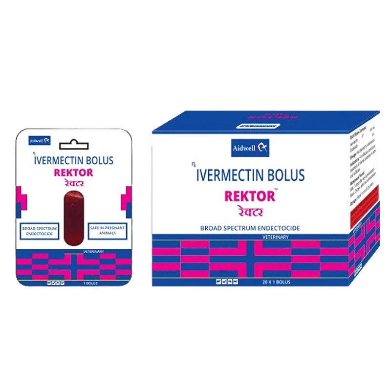 REKTOR BOLUS