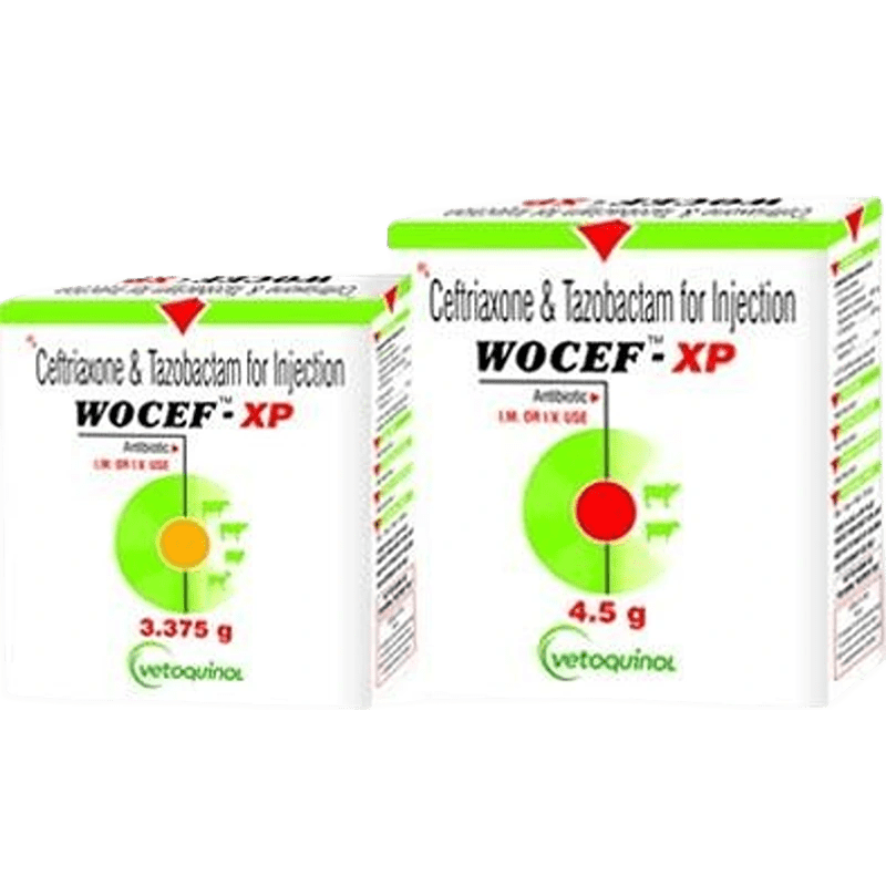 Wocef XP