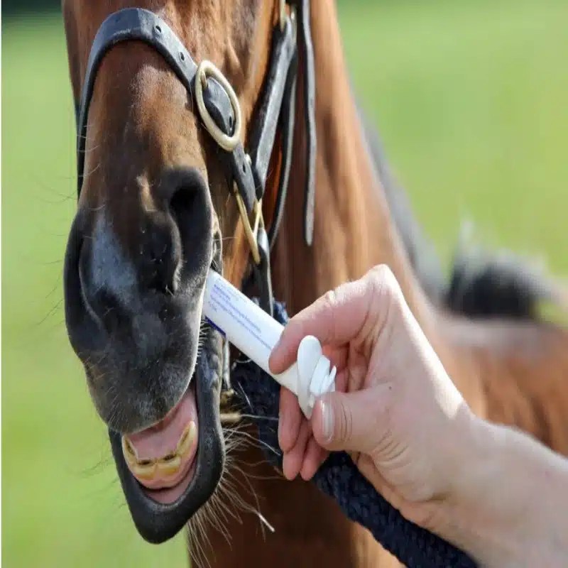 equine