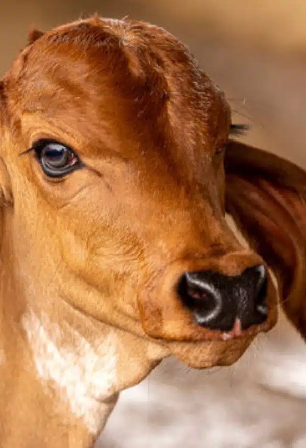 GIR COW