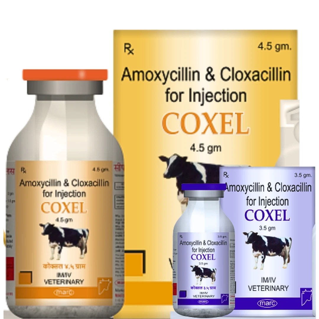 Coxel