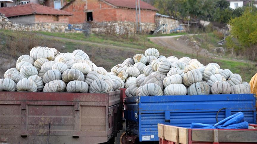 Kızıldamlar kestane kabağı ‘kalitesiyle’ tarlada satıcı buldu