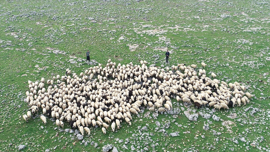 2020 yılı hayvancılık desteklemelerinin uygulama usul ve esasları belli oldu