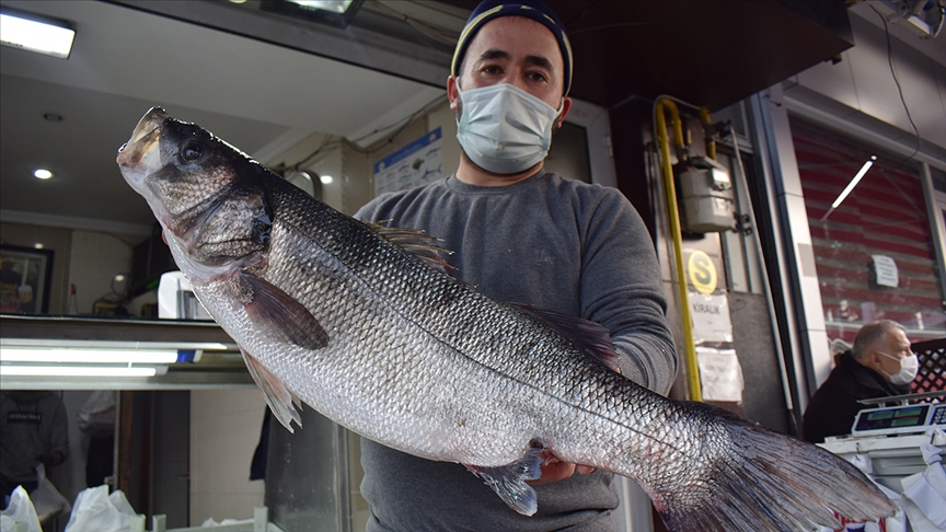 Karadeniz’de ağlara takılan 8 kilogramlık levrek 1040 liradan satışa sunuldu