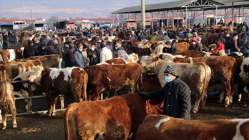 Türkiye’nin ‘en büyük’ canlı hayvan pazarı perşembe günleri kurulacak