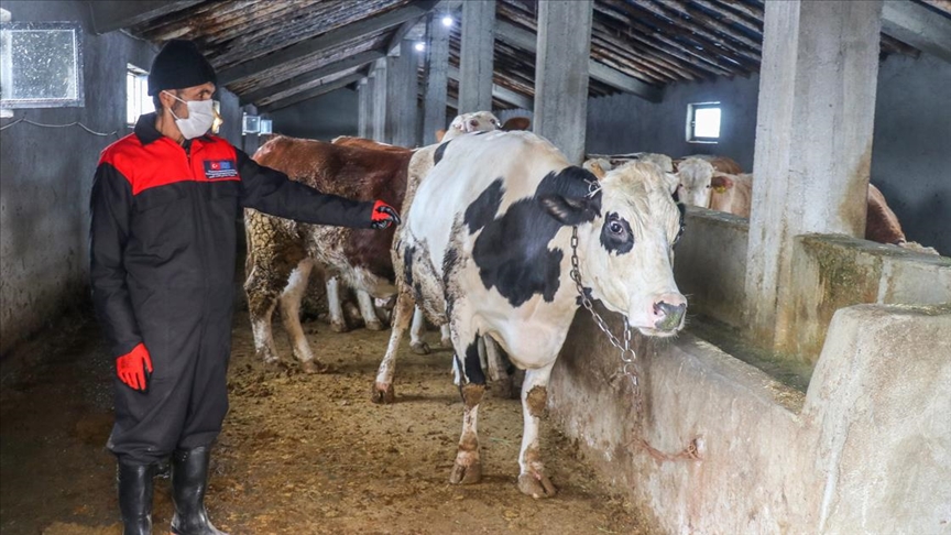 Sığınmacılar Van’da tarım ve hayvancılığı öğreniyor