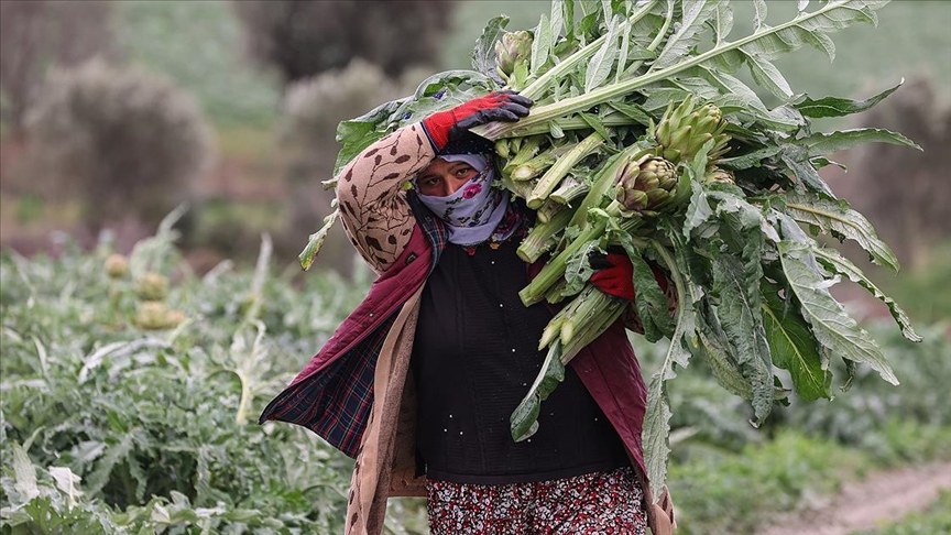 İzmir’de enginar hasadına başlandı