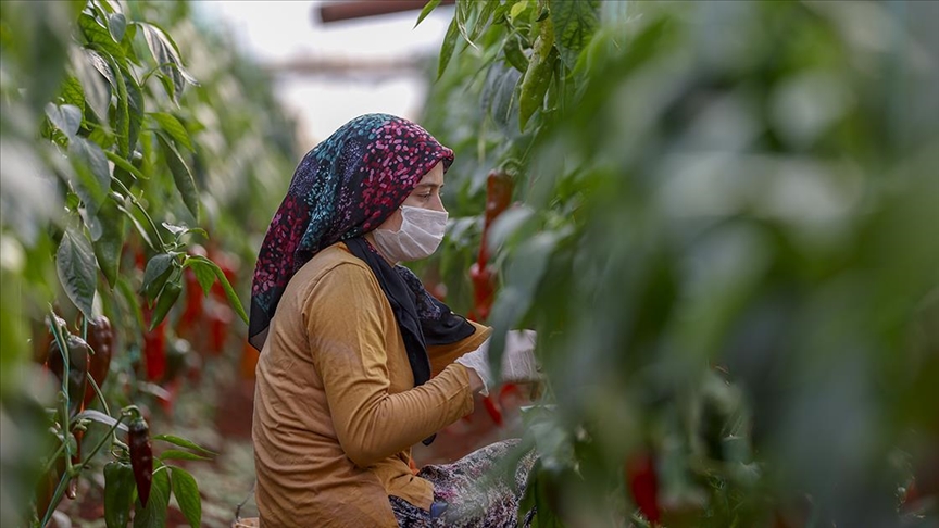Antalya’da seralarda üretim kısıtlamada da devam etti