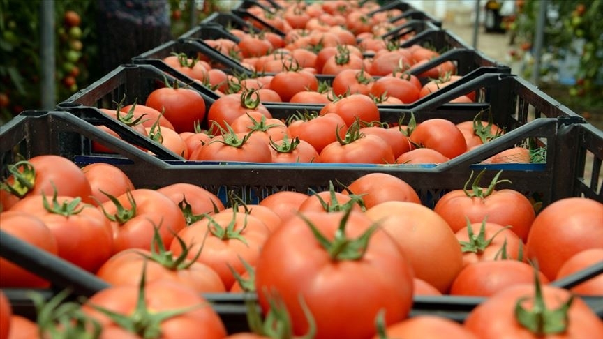 Türkiye’nin domates ihracatı geçen yıl 313 milyon 405 bin dolara yükseldi