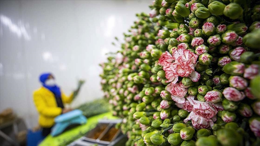 Türkiye’de geçen yıl en çok üretilen kesme çiçek ‘karanfil’ oldu