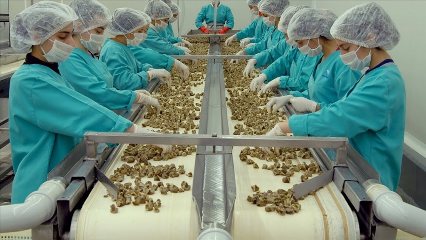 Samsun’dan yapılan hayvansal ürün ihracatı geçen yıl bir önceki yıla göre arttı