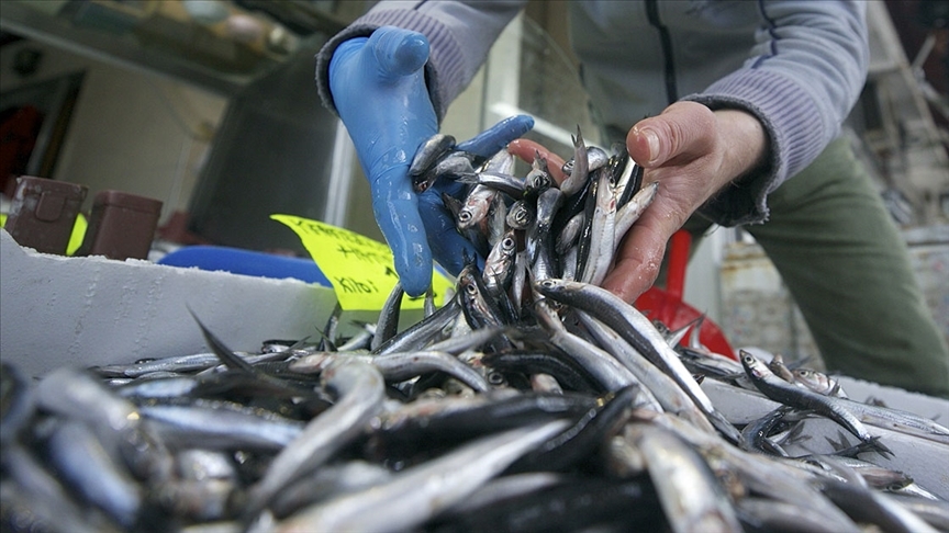 Hamsi ihracatı 2021’in ilk ayında 920 bin dolar kazandırdı