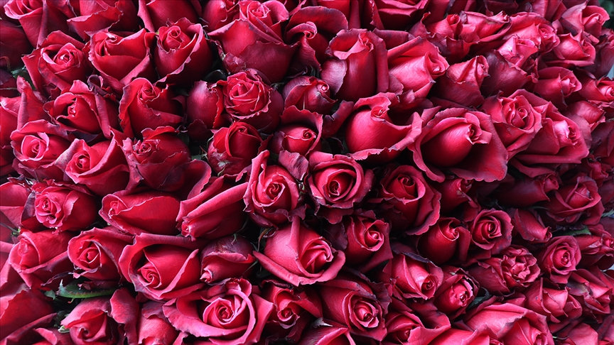 Sevgililer Günü’nün simgesi gülde 5 yıllık ticaret hacmi 17,6 milyon dolar oldu