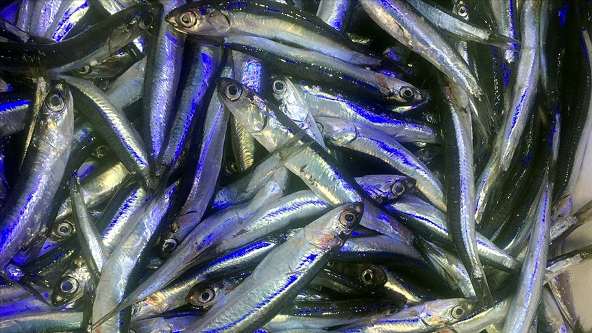 Ordu’da hamsinin kilogram fiyatı 40 liraya yükseldi