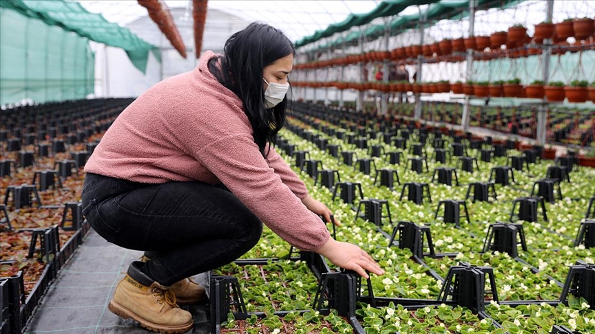Meslek lisesinin seralarında yetiştirilen süs bitkileri markalaşma yolunda