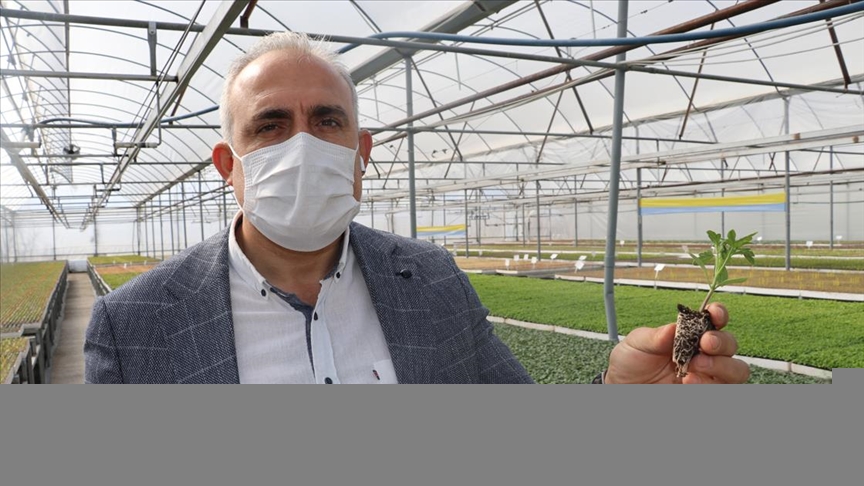 Amasyalı girişimci yılda 25 milyon fide üretilen tesise devlet desteğiyle kavuştu