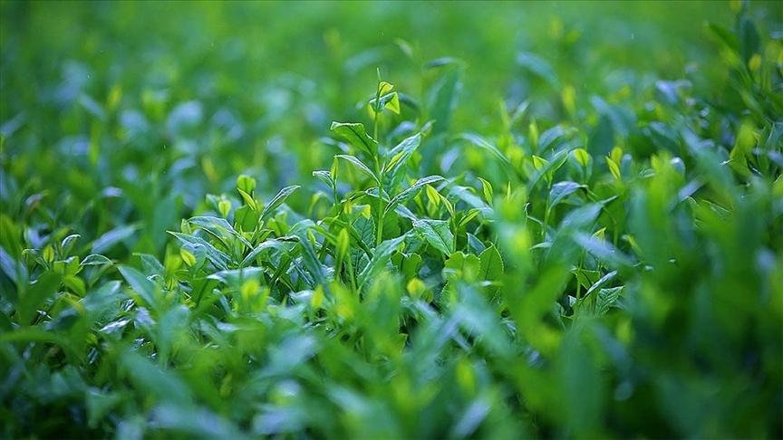 Türk çayı ihracatı 2021’in iki ayında 3,1 milyon dolar kazandırdı