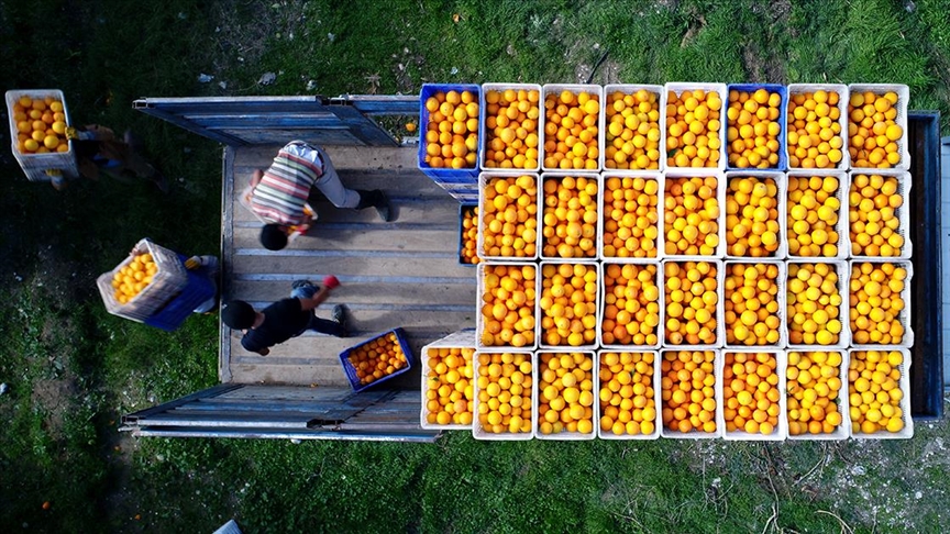 Türkiye 2020’de Ukrayna’ya en fazla meyve ihraç eden ülke oldu