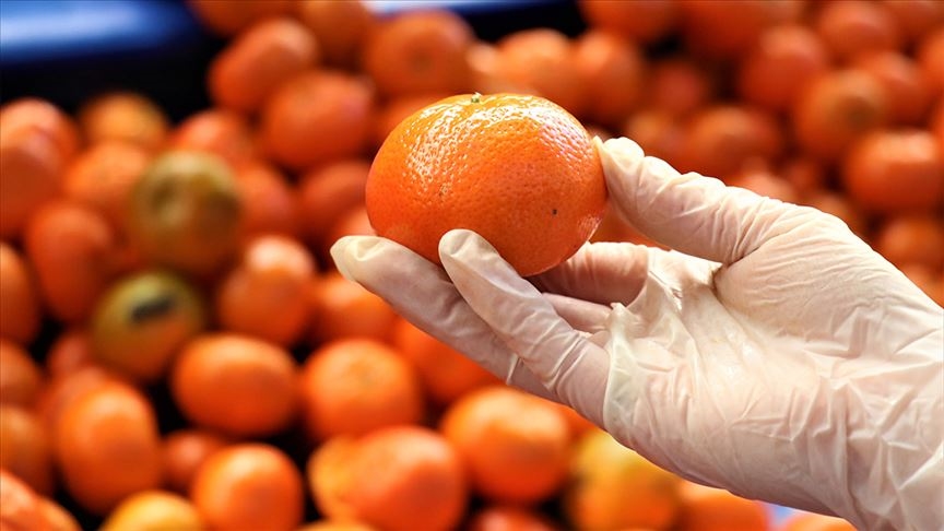 Turunçgilde 5 aylık ihracat yüzde 12 artışla 813 milyon dolar oldu