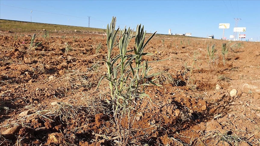 Suruç Ovası’nda dikilen lavantalar hem istihdam hem gelir kapısı olacak