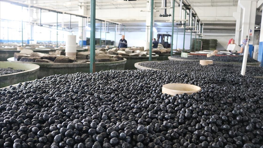 Marmarabirlik ortaklarına 10 Mart’ta 75 milyon lira ödeyecek