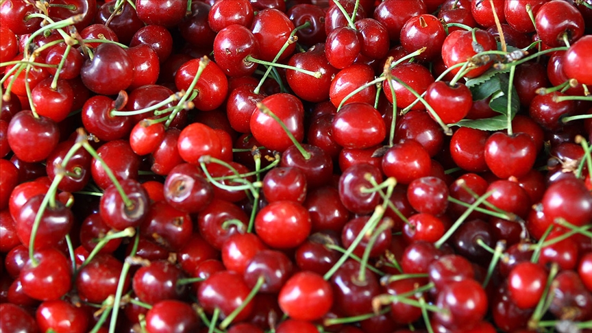 ‘Türk kirazı’ 62 ülkede ağızları tatlandırdı