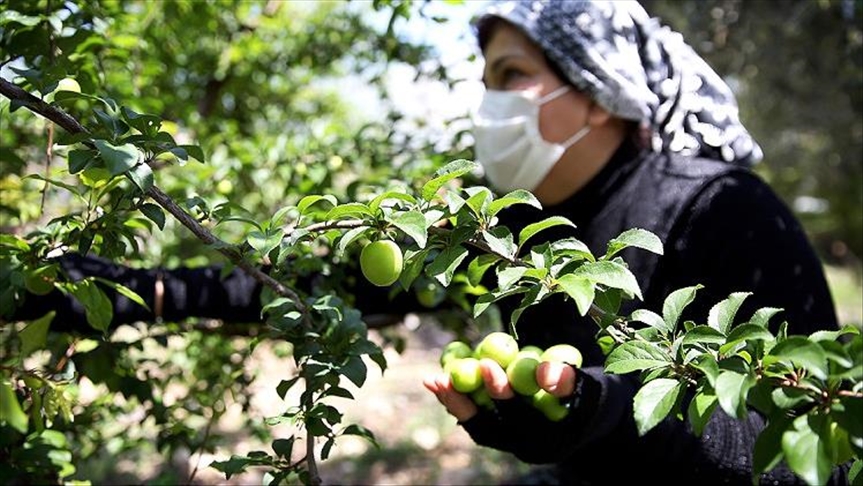 Dalında alıcı bulan ‘can erik’ fiyatı ve kalitesiyle üreticisini sevindirdi