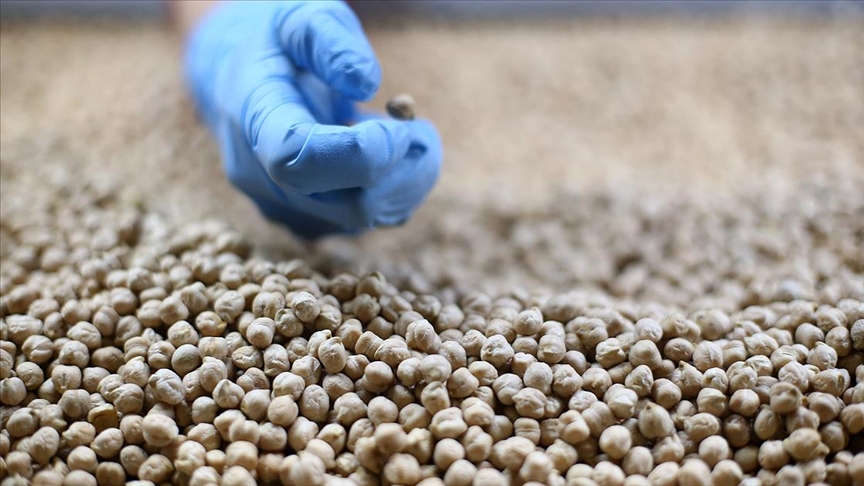 Türkiye’nin son 3 yıldaki bakliyat ihracatı 1 milyar dolara yaklaştı