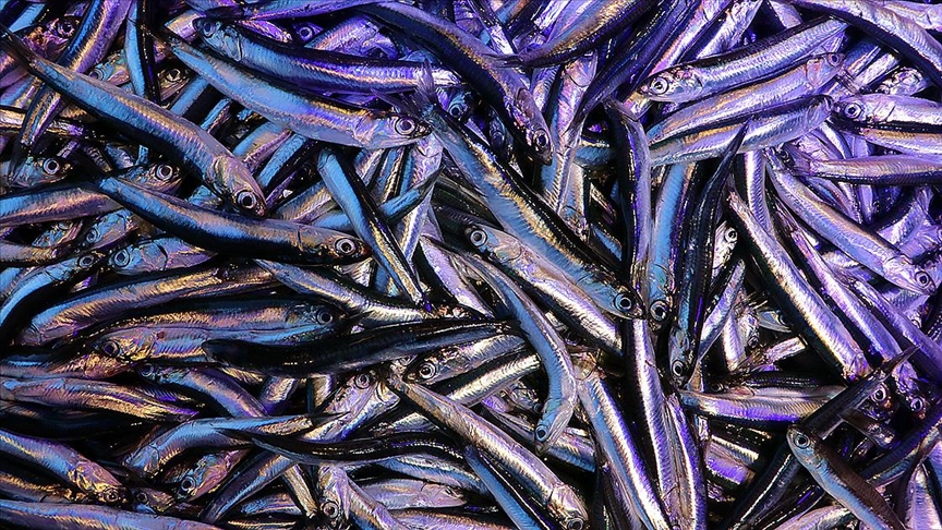 Hamsi ihracatı 2021’in ilk çeyreğinde 2,9 milyon dolar kazandırdı