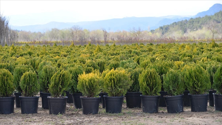 Sakarya Nehri’nin kıyısında ürettikleri fidanları Türk cumhuriyetlerine ihraç ediyorlar
