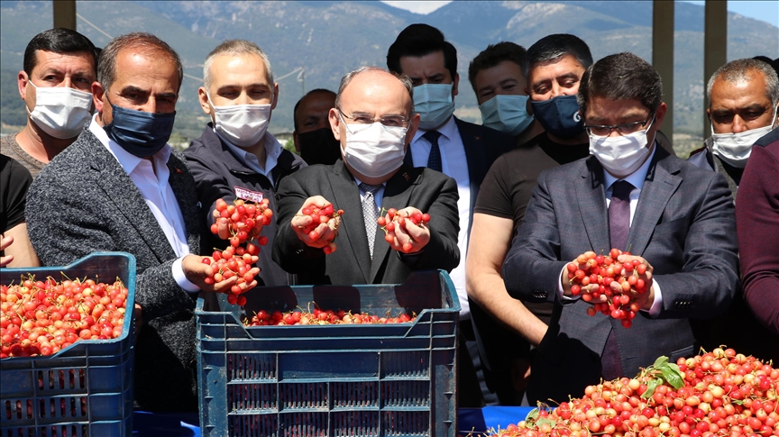 Manisa’da hasat edilen sezonun ilk kirazı, açık artırmada kilogramı 500 liradan satıldı