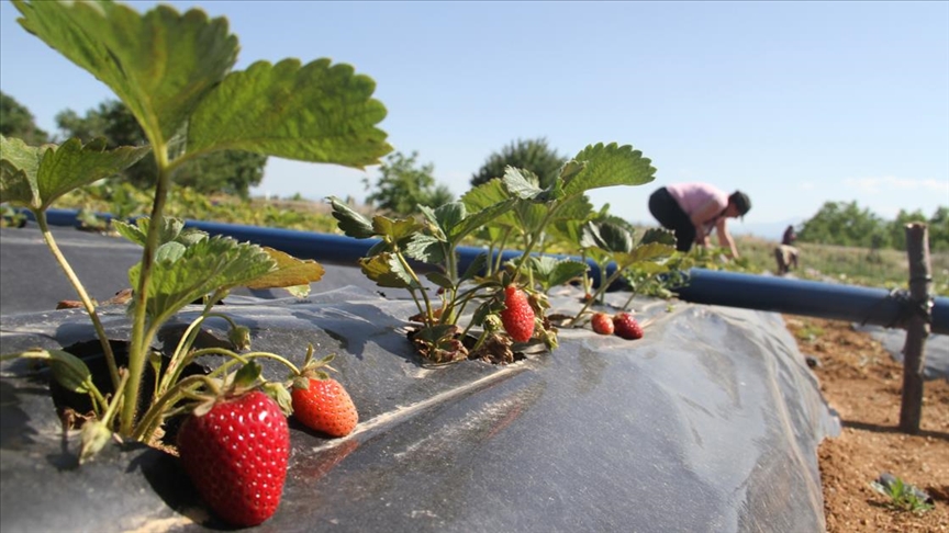 Konya’da yetişen ‘Hüyük çileği’ coğrafi işaretle tescillendi