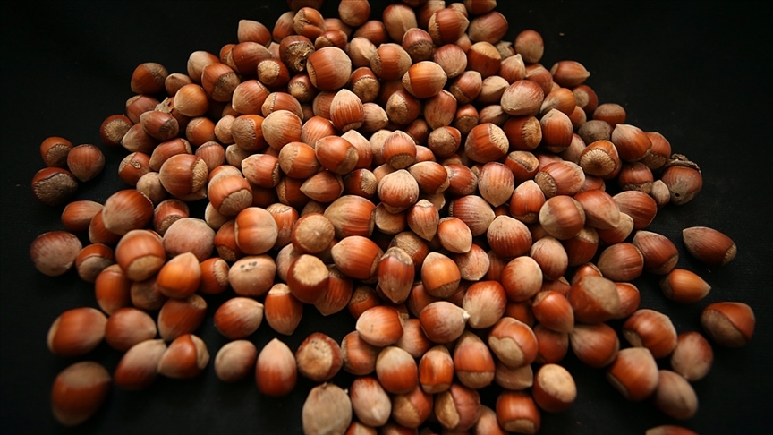 Fındık üreticileri alan bazlı gelir desteği için Cumhurbaşkanı Erdoğan’a teşekkür etti