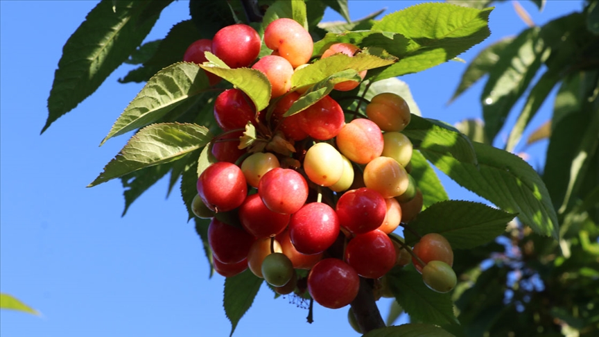 Kirazda yeni sezon ‘rekor ihracat’ hedefiyle başladı