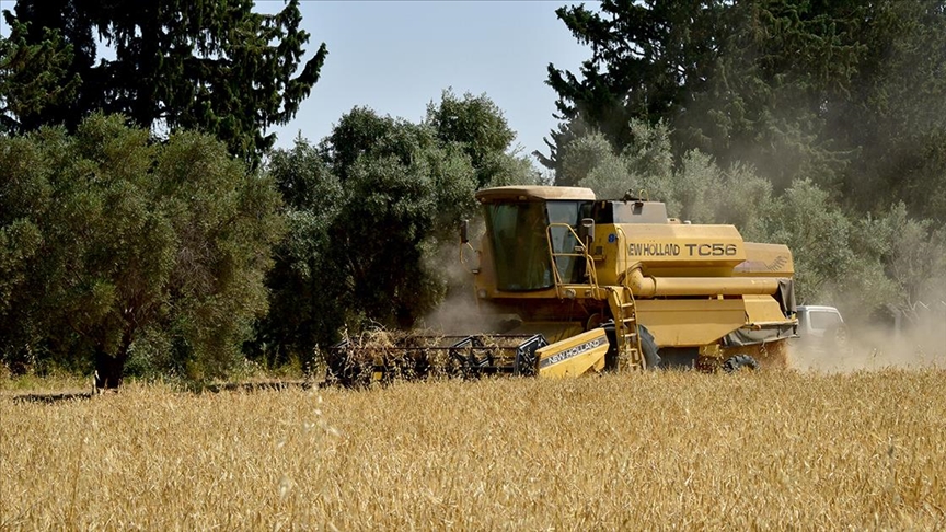 KKTC’de Türkiye’nin desteğiyle yürütülen projede ilk tescilli arpanın hasadı yapıldı