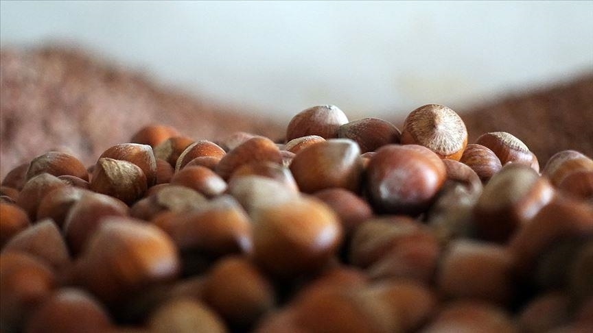 Trabzon’da 61 bin 698 fındık üreticisine yaklaşık 87 milyon liralık destek ödemesi yapılacak