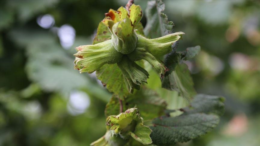 Fındık üreticilerine ‘ilaçlama’ uyarısı