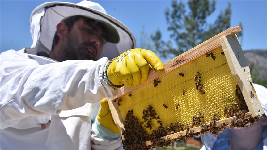Türkiye’den 40 ülkeye 9,5 milyon dolarlık bal satıldı