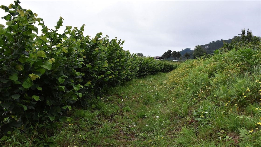 Fındıkta sulama sistemleriyle verim ve kalite artıyor